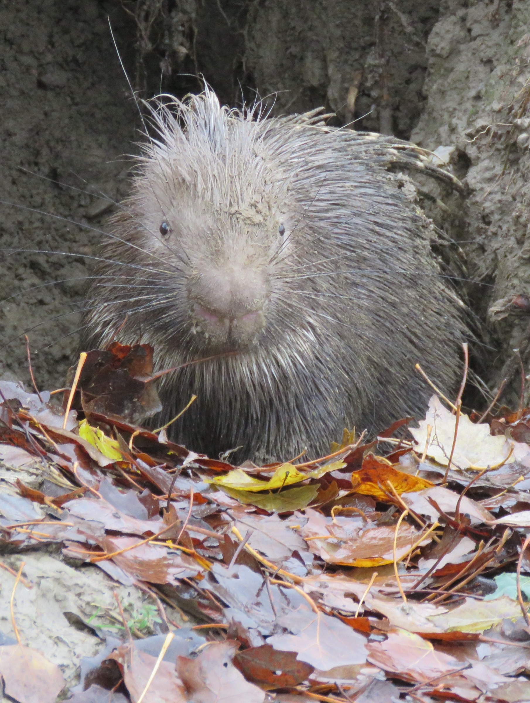 Porcupine Along the Panaro River